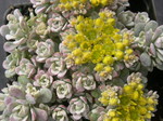 Sedum spathulifolium 'Silvermoon' (1)