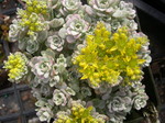 Sedum spathulifolium 'Silvermoon' (2)