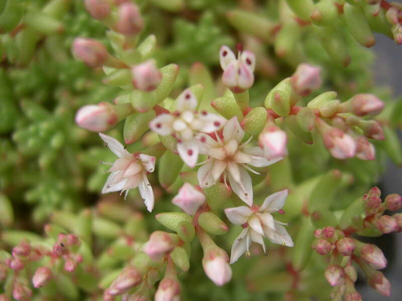 Sedum stefco (1)