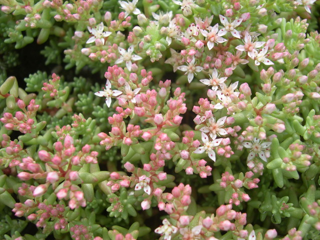 Sedum stefco (2)