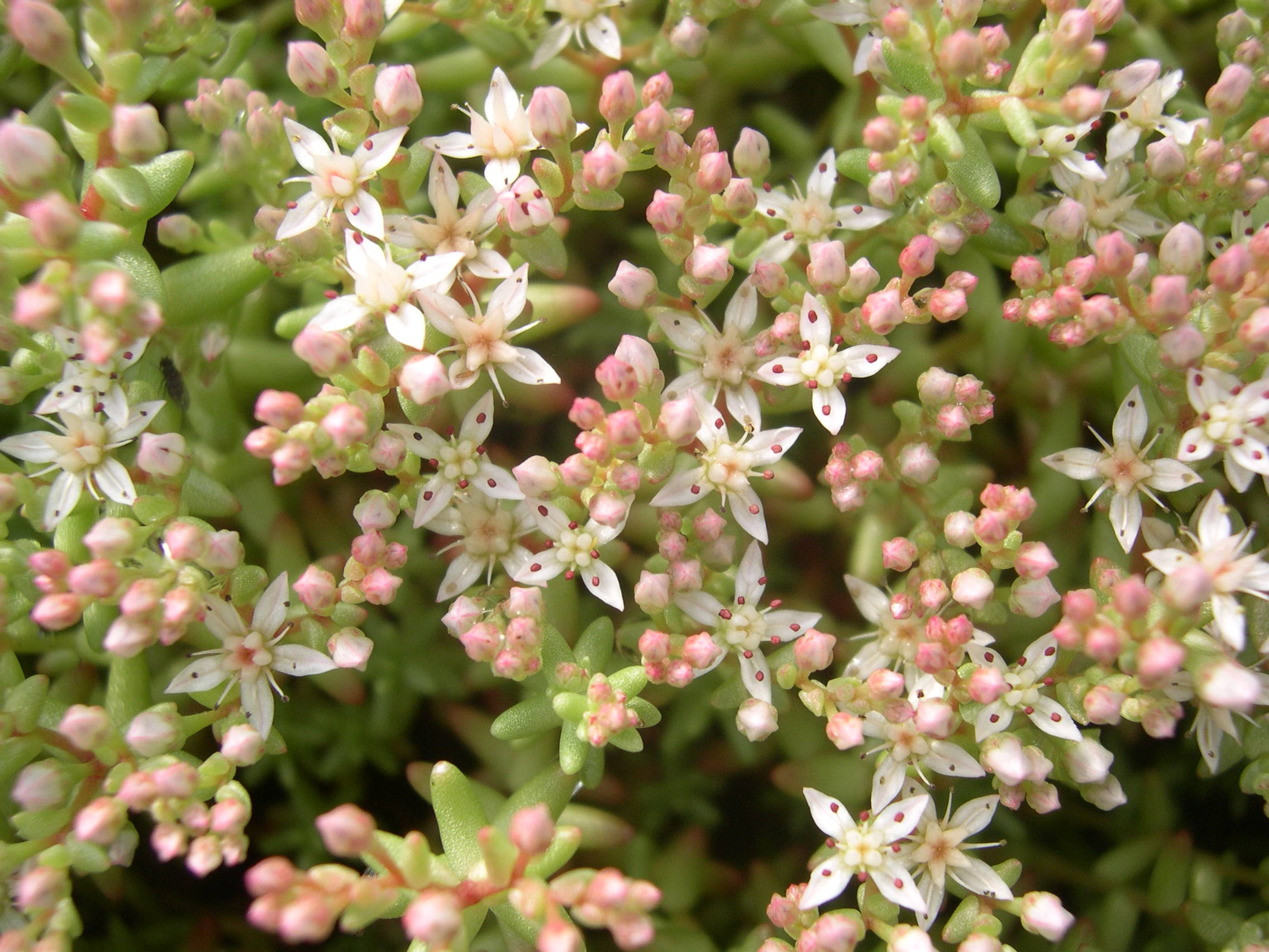 Sedum stefco (3)