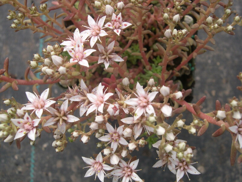 Sedum stelliforme (2)