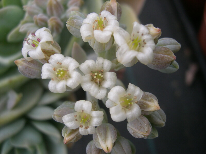 Sedum suaveolens (3)