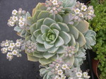 Sedum suaveolens (5)