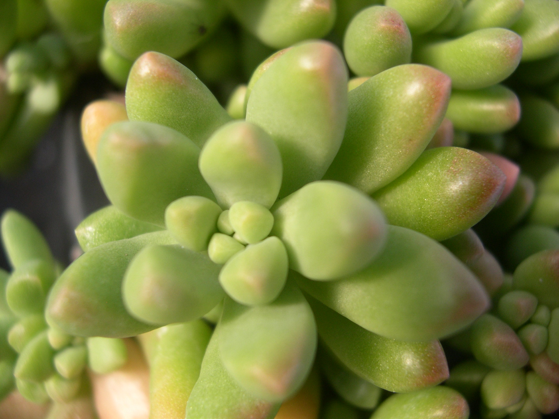 Sedum 'China Doll' (1)