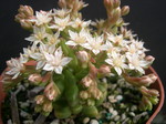 Sedum 'China Doll' (2)