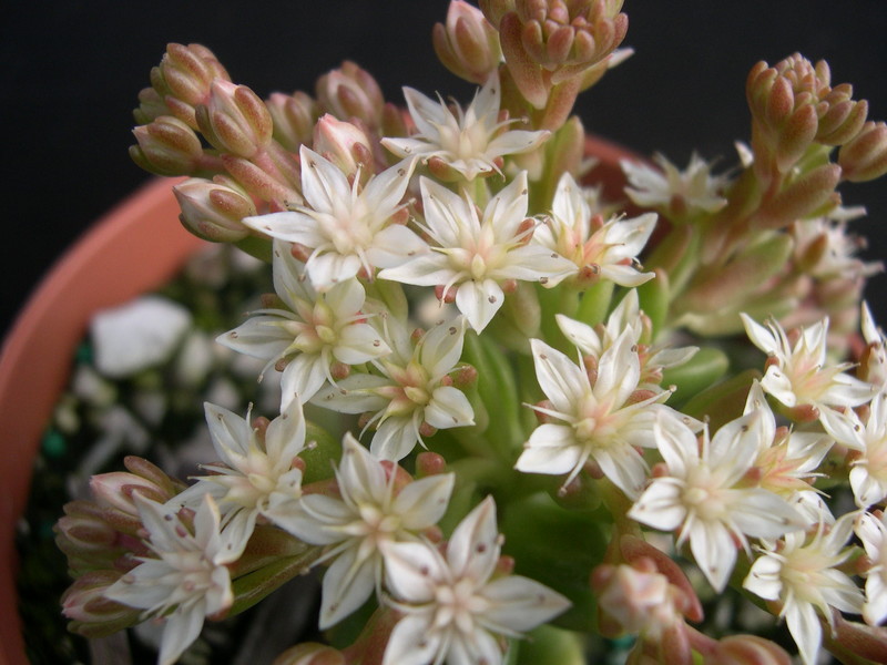 Sedum 'China Doll' (3)