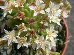 Sedum 'China Doll' (5)