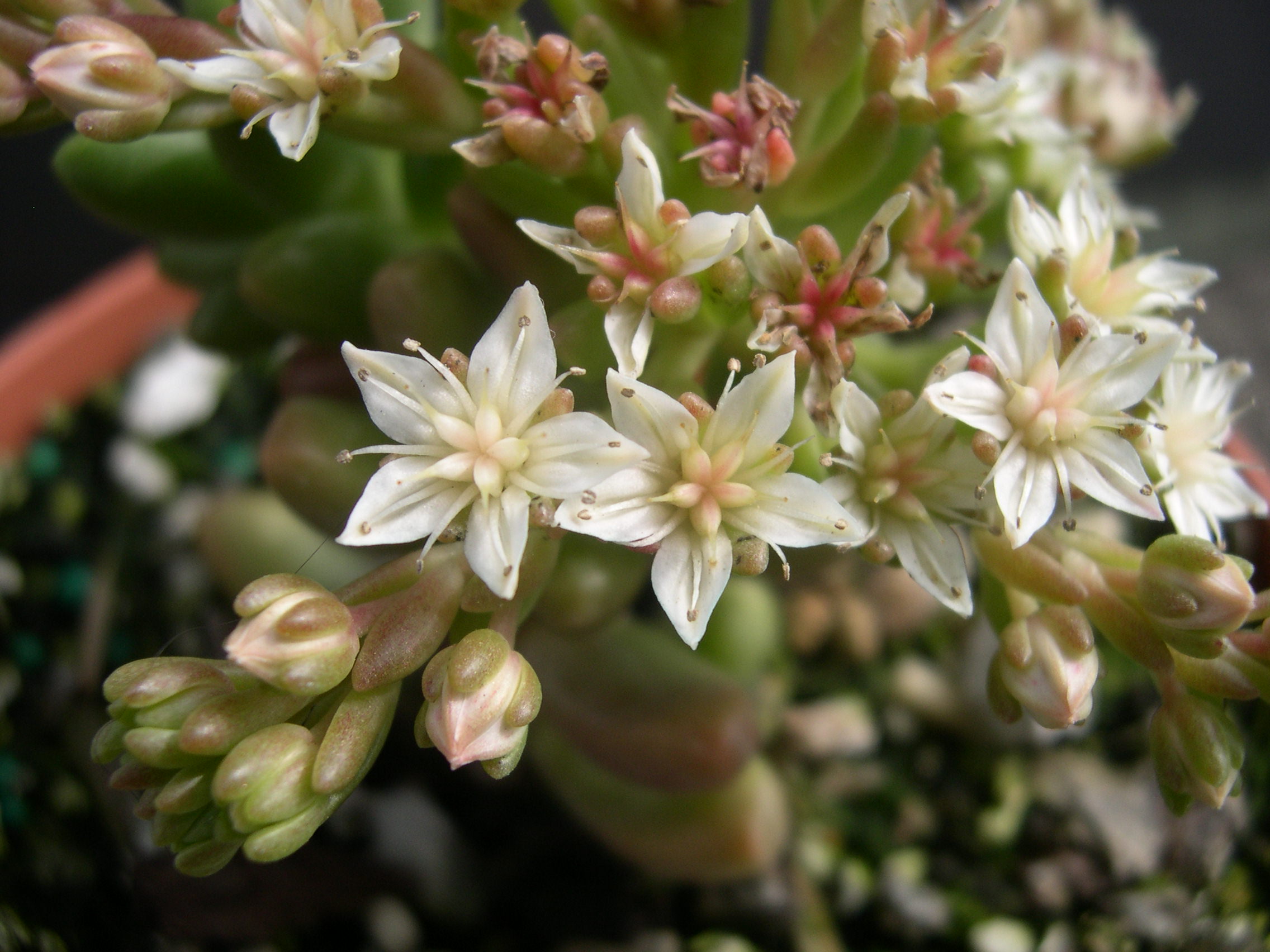 Sedum 'China Doll' (7)