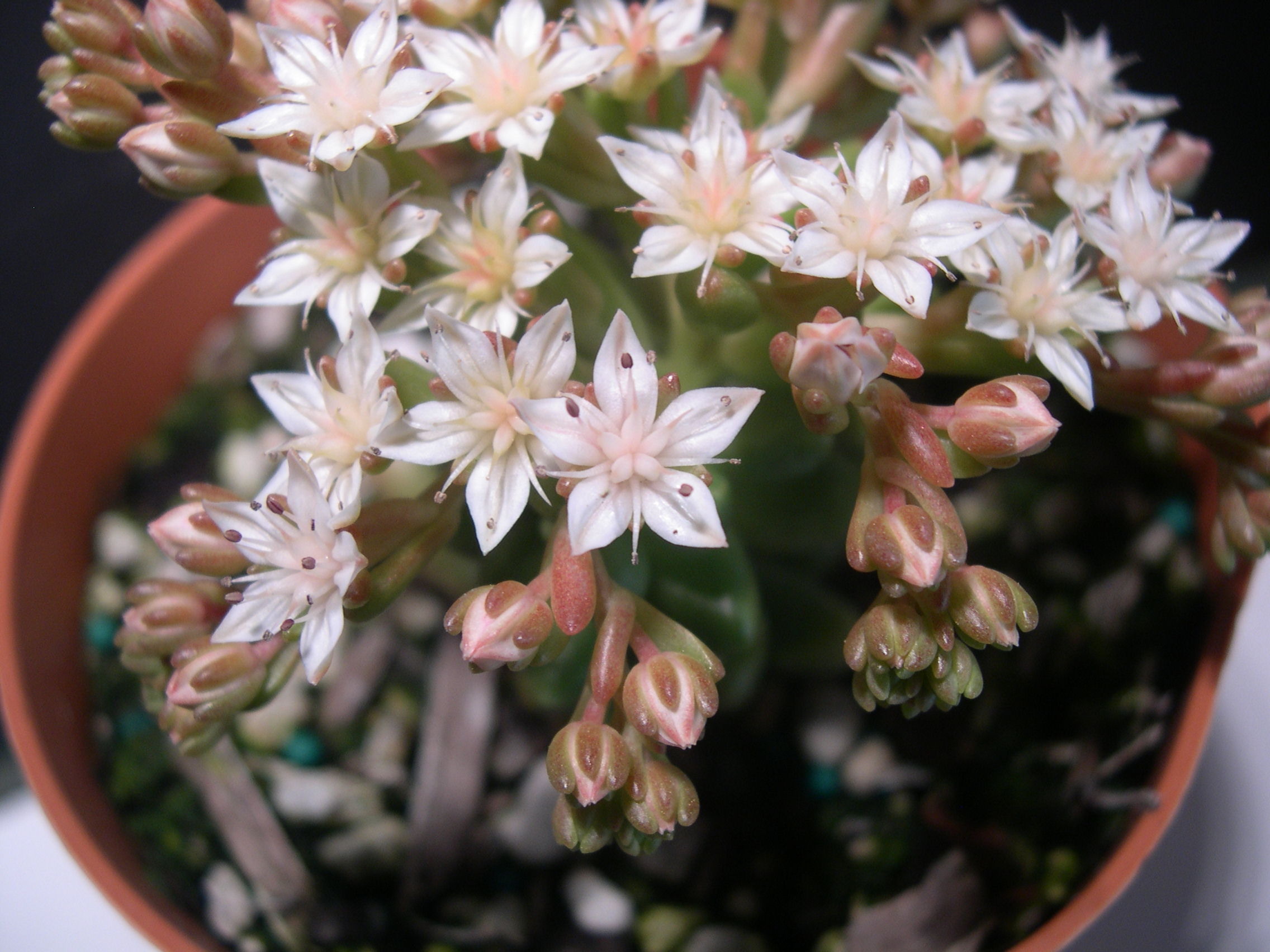 Sedum 'China Doll' (8)