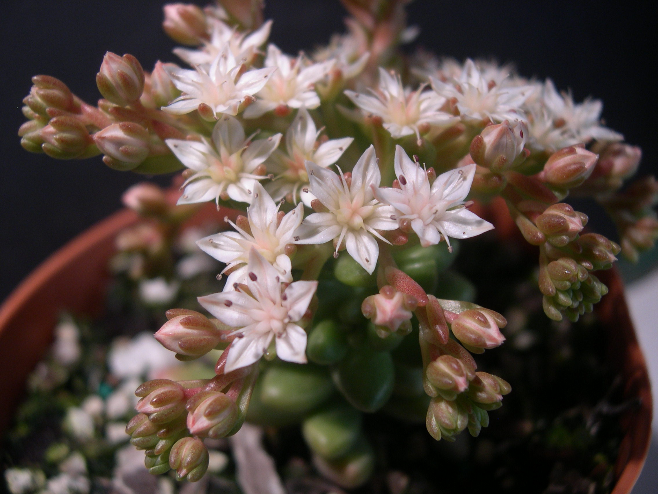 Sedum 'China Doll' (9)