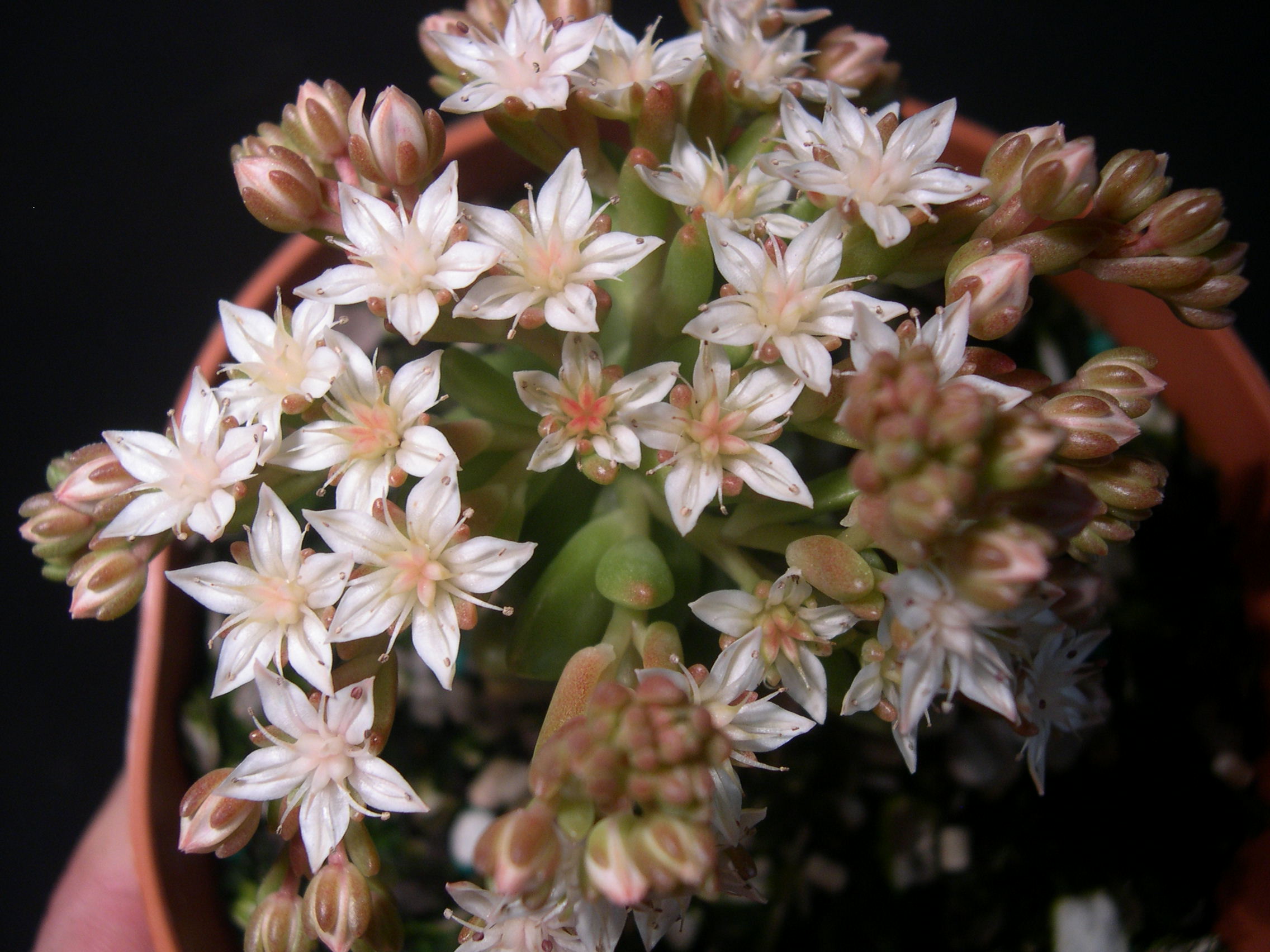 Sedum 'China Doll' (11)