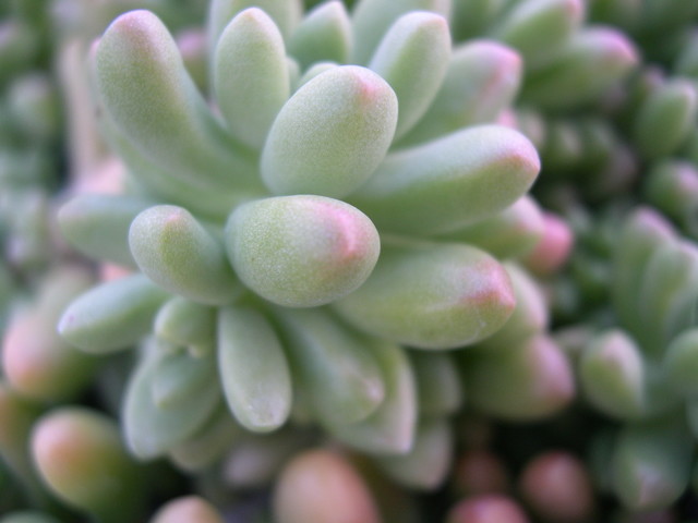 Sedum 'China Doll' (13)