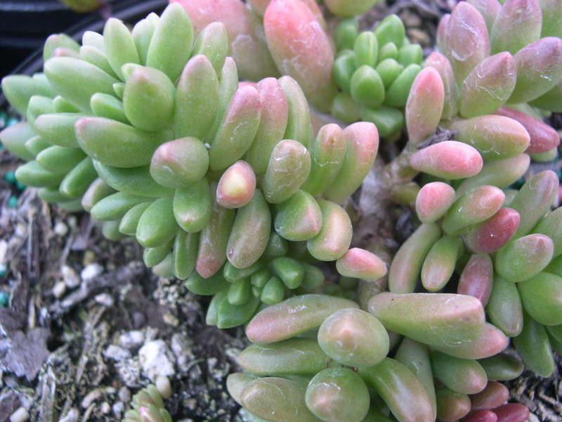 Sedum 'China Doll' (14)