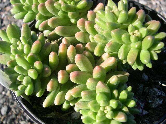 Sedum 'China Doll' (15)