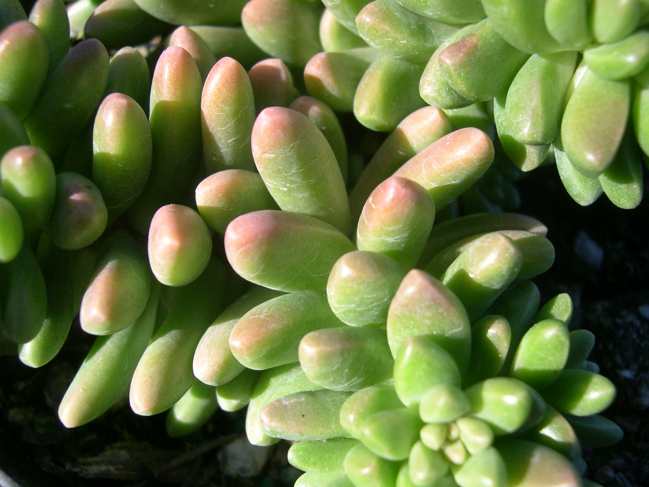 Sedum 'China Doll' (16)