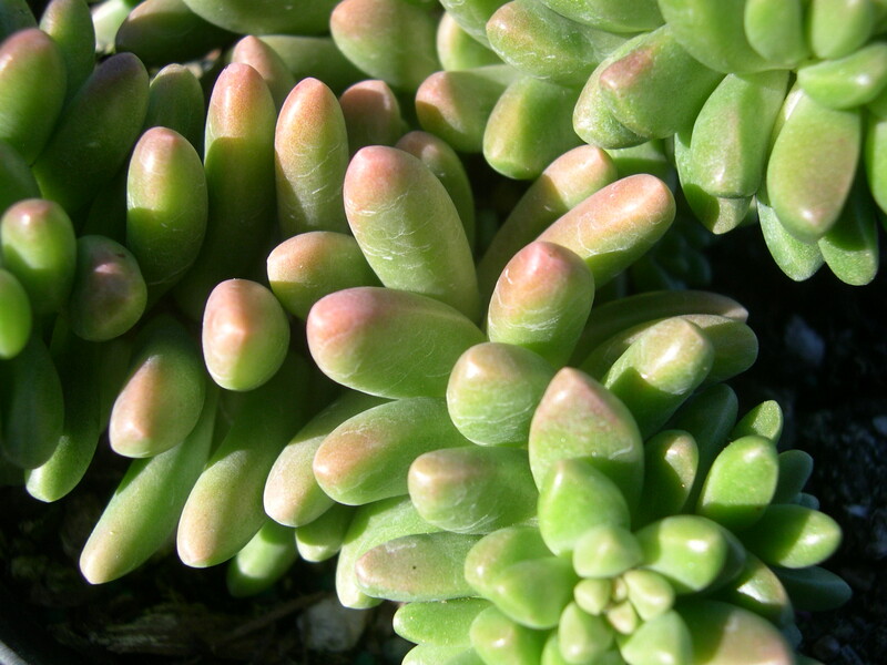 Sedum 'China Doll' (16)