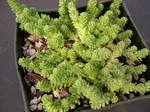 Sedum acre (diploid)