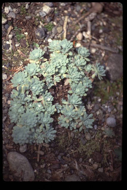 Sedum cyaneum (2)  [Hylotelephium cyaneum]