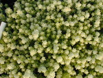 Sedum acre aureum