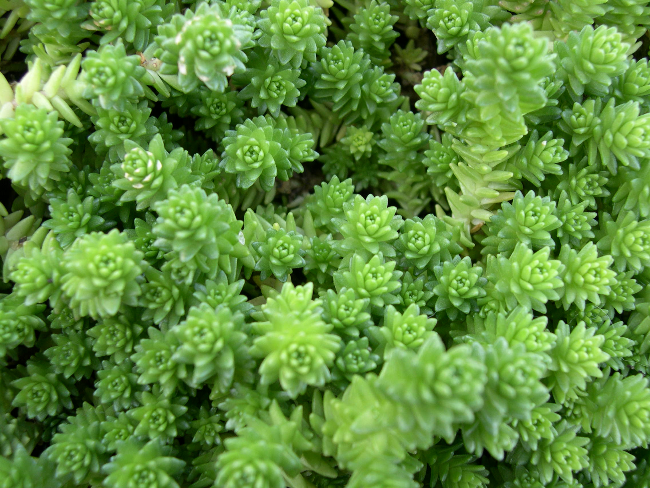 Sedum acre majus (1)