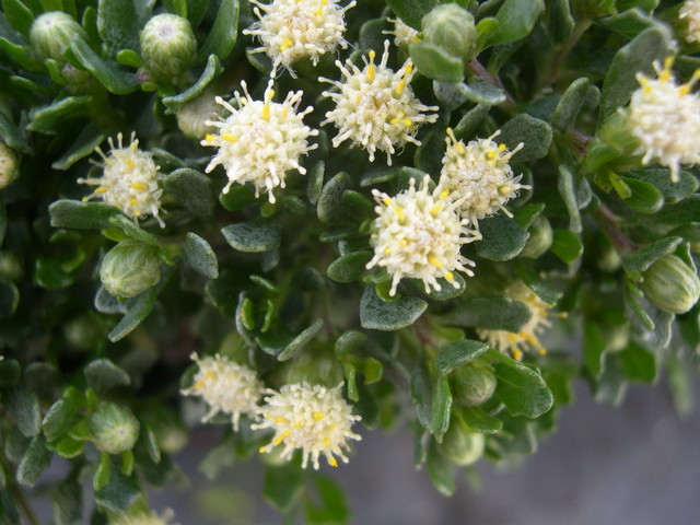 Baccharis magellanica (1)