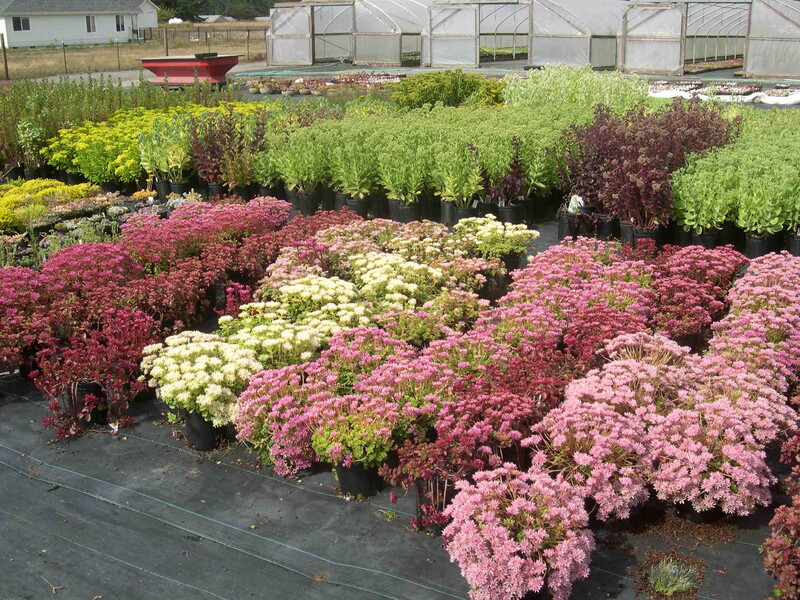 Sedum spurium varieties at the nursery 1