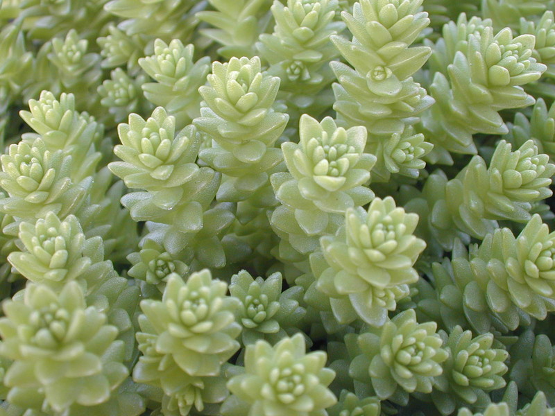 Sedum acre majus (2)