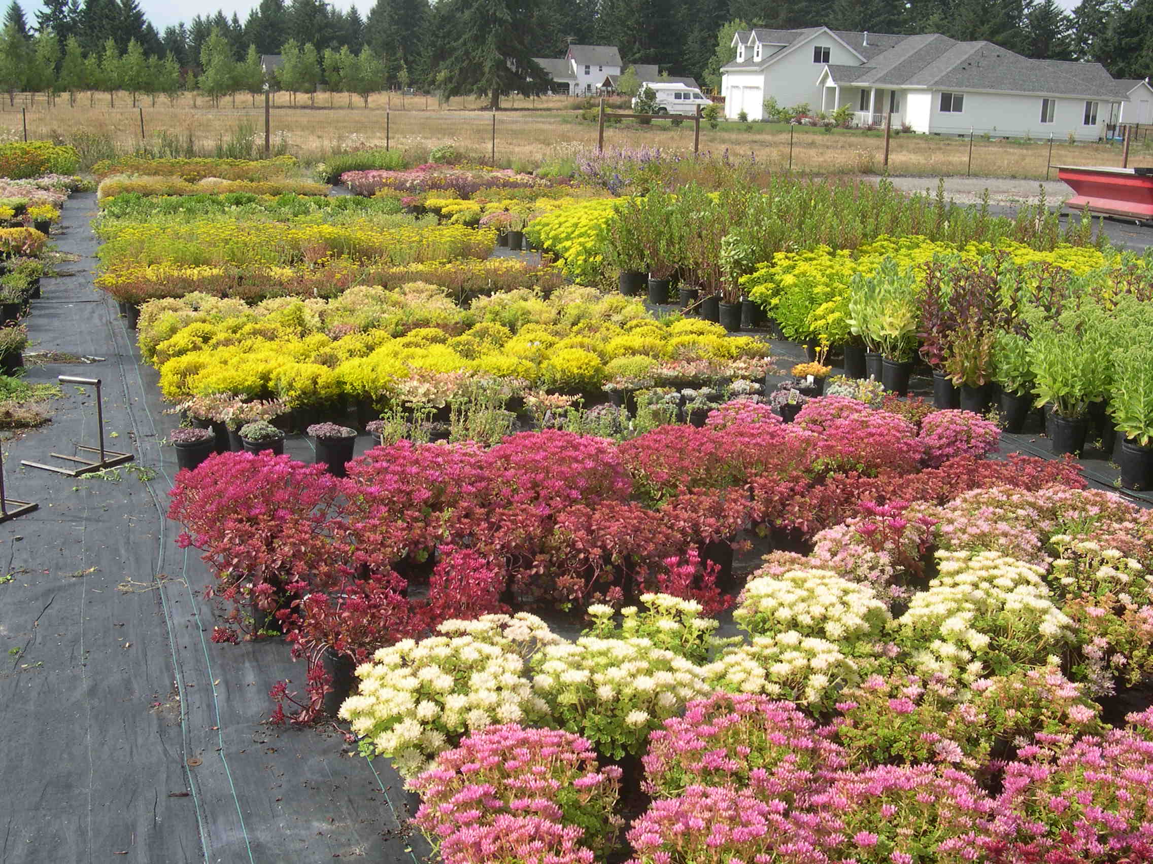 Sedum spurium varieties at the nursery 2