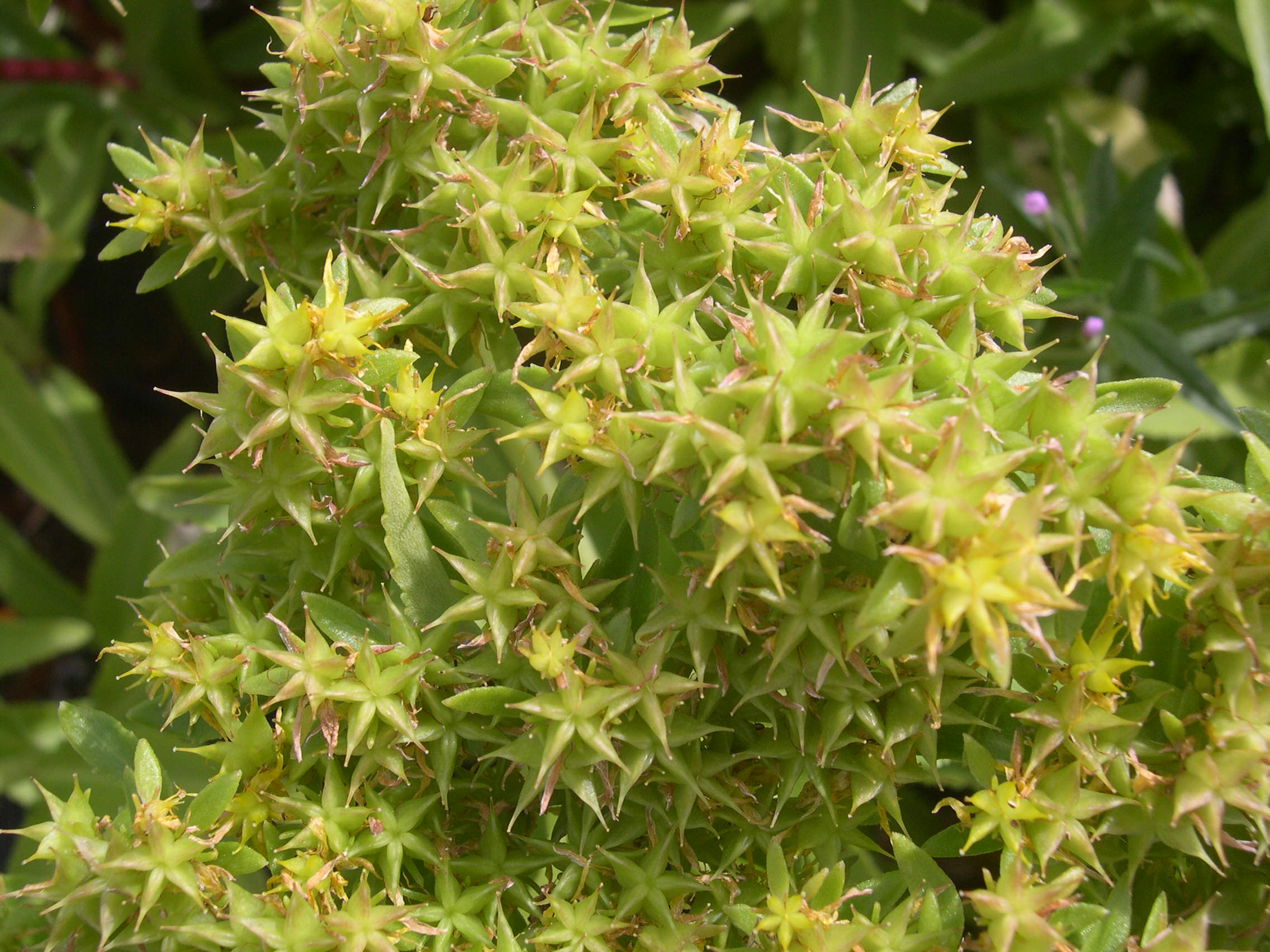 Sedum aizoon (Phedimus aizoon)(2)