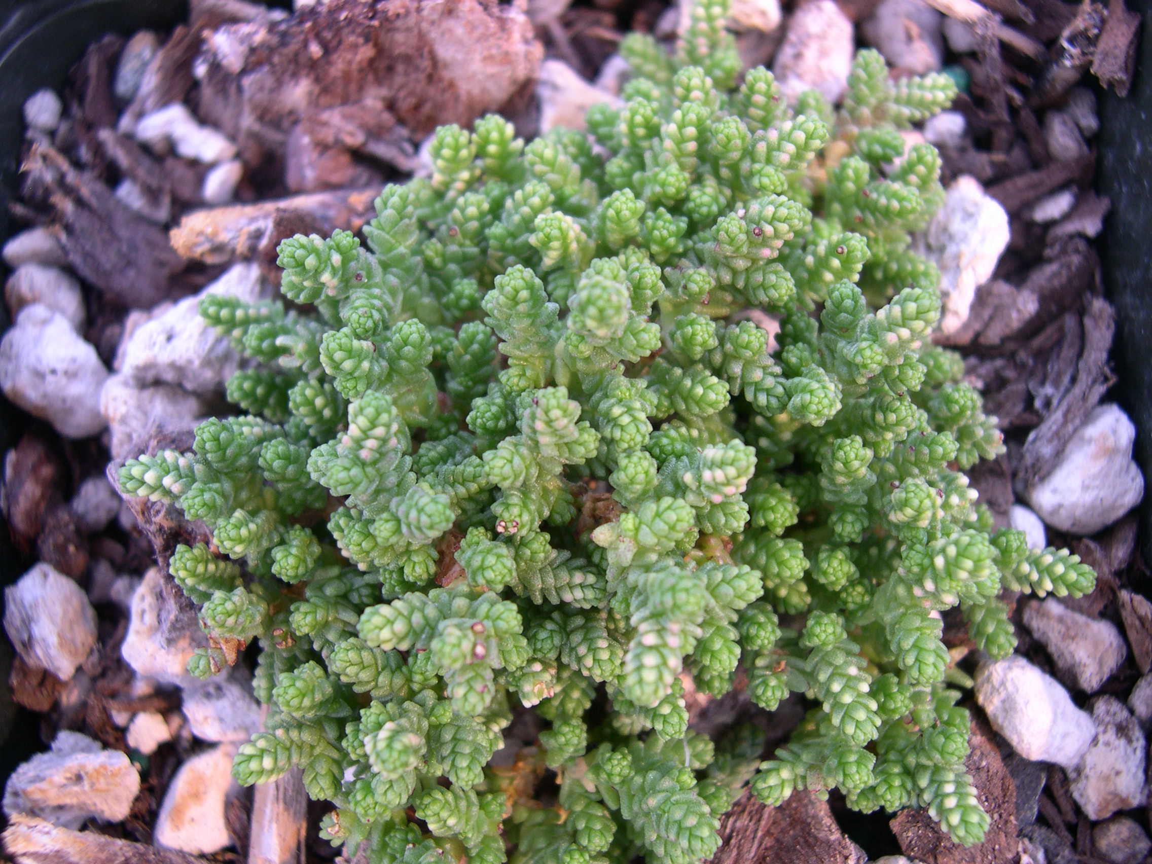 Sedum acre minima