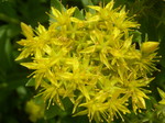 Sedum aizoon (Phedimus aizoon)(3)