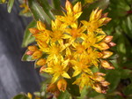 Sedum aizoon 'Aurantiacum'('Euphorbioides') (Phedimus aizoon 'Aurantiacus')(2)