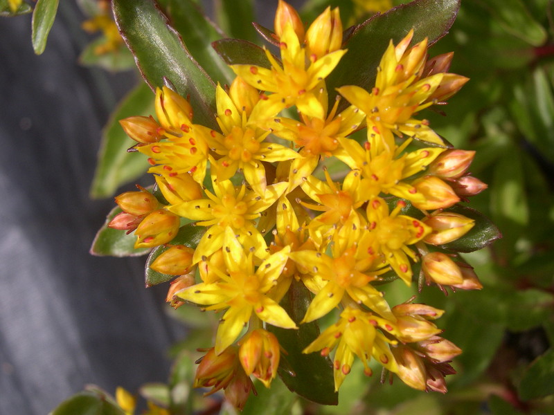 Sedum aizoon 'Aurantiacum'('Euphorbioides') (Phedimus aizoon 'Aurantiacus')(2)