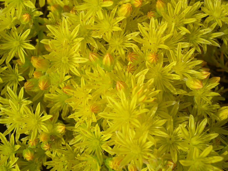 Sedum amplexicaule ibericum (4) [Petrosedum amplexicaule ibericum]