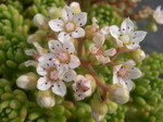 Sedum hirsutum baeticum (4)