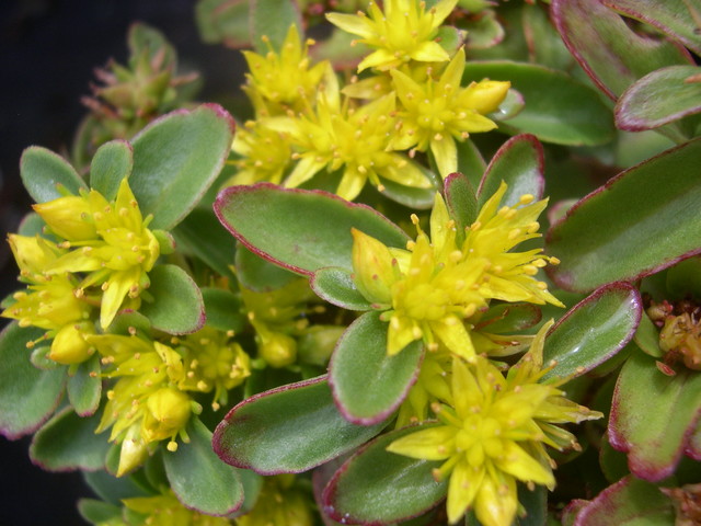 Sedum kamtschaticum 'Tekari Dake' [Phedimus kamtschaticus 'Tekari Dake'] (3)