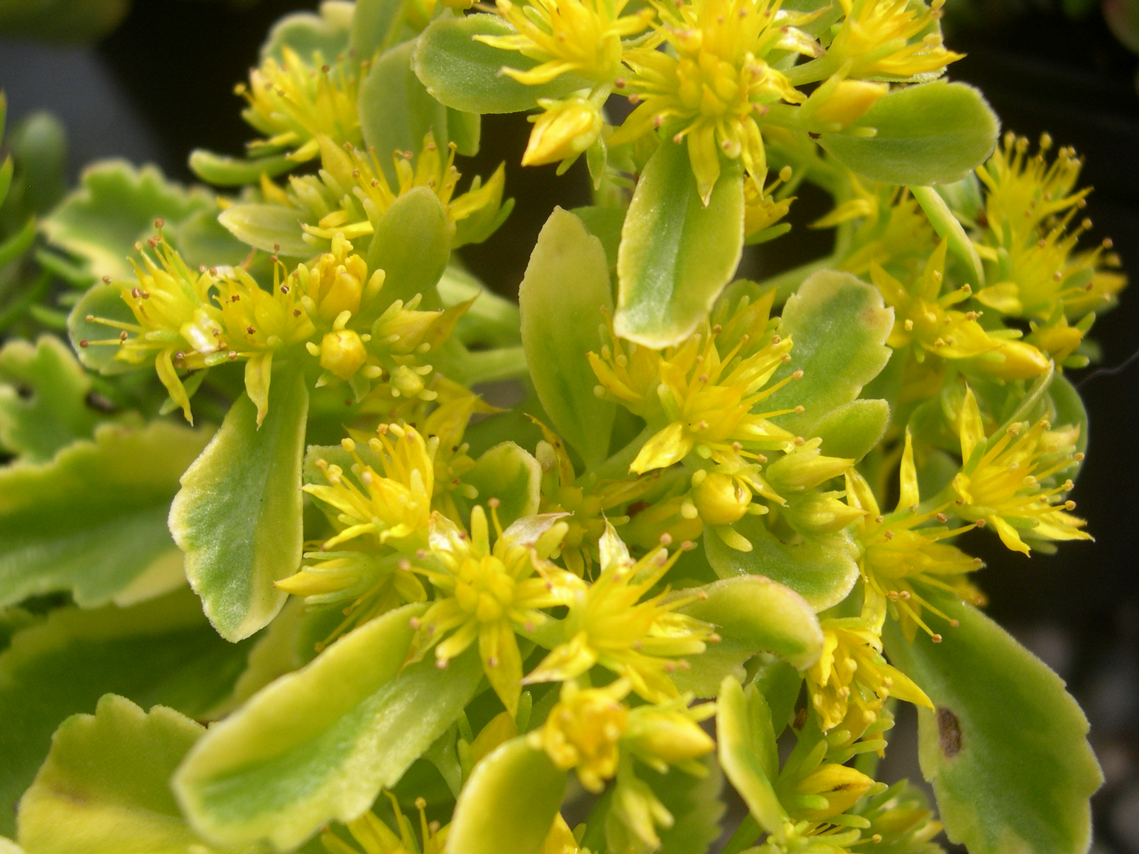 Sedum kamtschaticum 'The Edge' [Phedimus kamtschaticus 'The Edge'] (1)