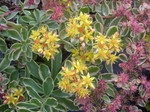 Sedum kamtschaticum variegatum [Phedimus kamtschaticus variegatus] (2)