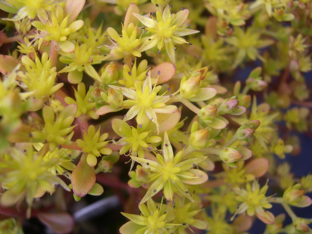 Sedum makinoi 'Kosmosje' (2)