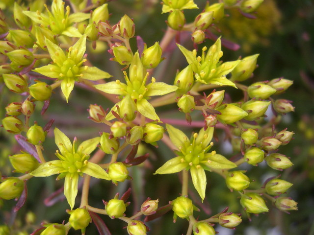 Sedum middendorfianum striatum [Phedimus middendorfianus striatus] (3)