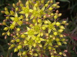 Sedum middendorfianum striatum [Phedimus middendorfianus striatus] (4)