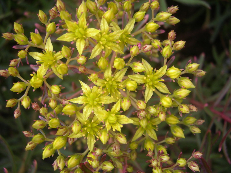 Sedum middendorfianum striatum [Phedimus middendorfianus striatus] (4)