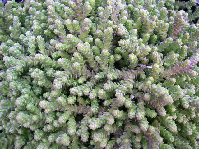 Sedum acre tetraploid 2-03