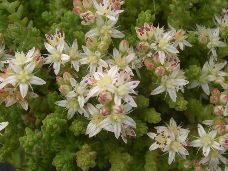 Sedum moranense (2)