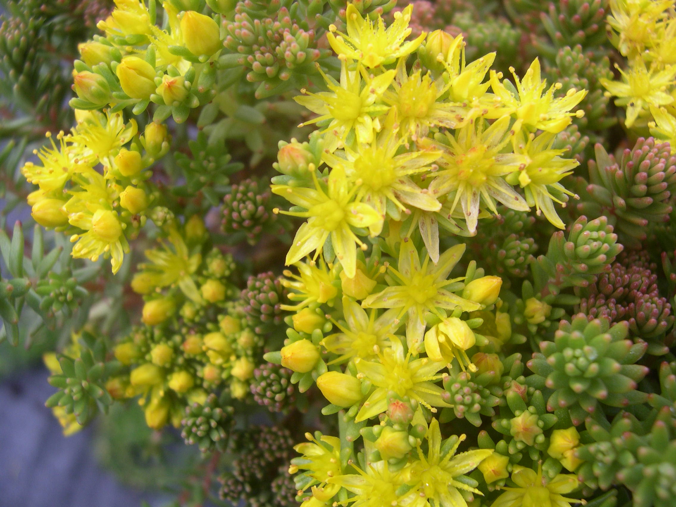 Sedum morrisonensis (2)