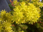 Sedum ochroleucum 'Centaurus' (A) (2)