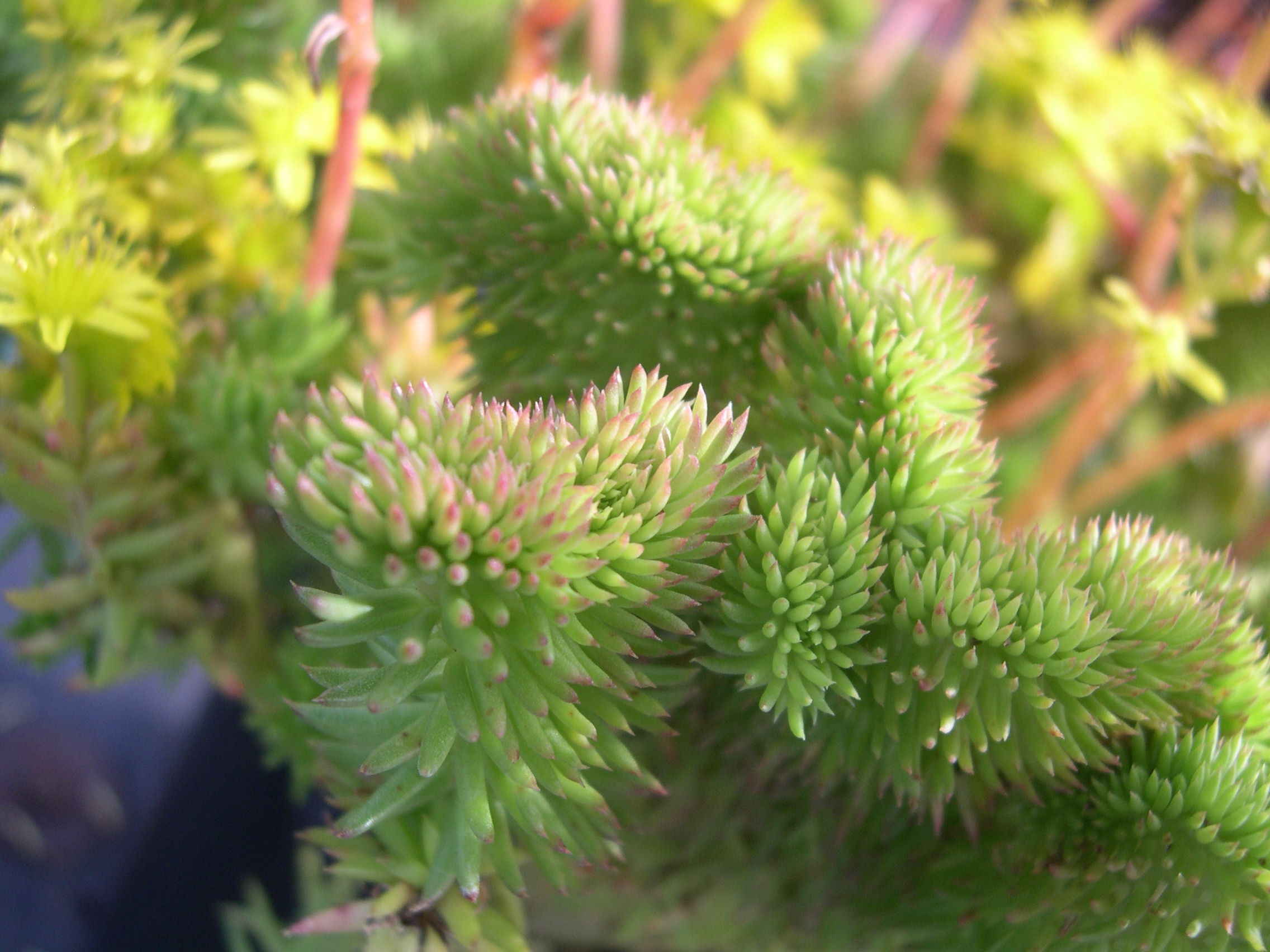 Sedum ochroleucum Centaurus (A) (3)