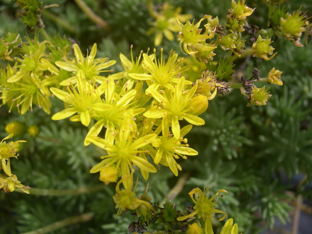 Sedum ochroleucum Centaurus (B) (2)