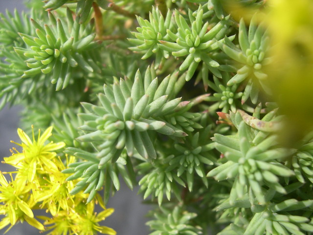 Sedum ochroleucum Centaurus (B) (3)